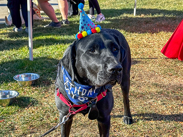 UHart's comfort dog, Teddy, celebrated his third birthday.